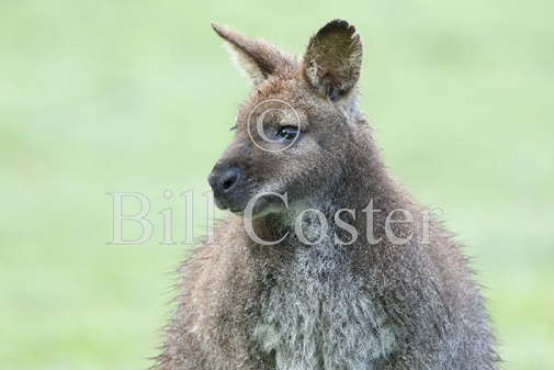 Bennett's Wallaby