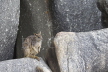 Unadorned Rock Wallaby