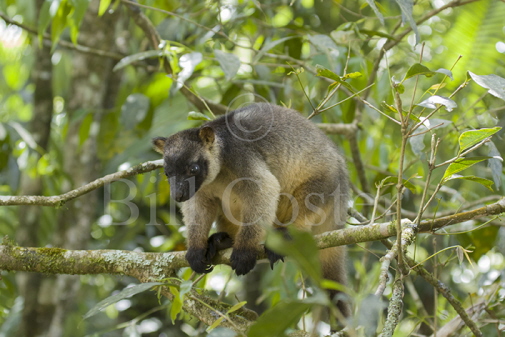 Lumholtz Tree Kangaroo