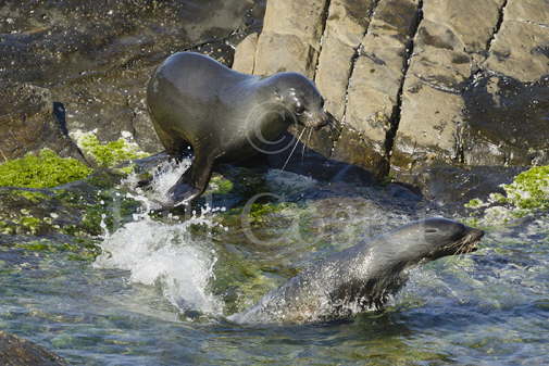 New Zealand Sealion 