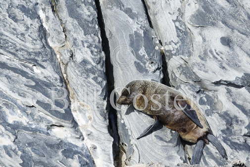 New Zealand Sealion 