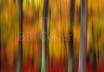 Beech Tree Autumn