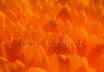 Calendula