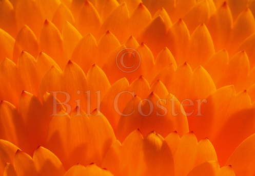 Calendula