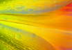 Hemerocallis