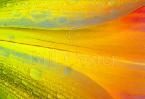 Hemerocallis