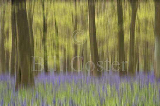 Bluebell Woods Abstract