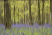 Bluebell Woods Abstract