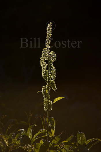 False Hellebore