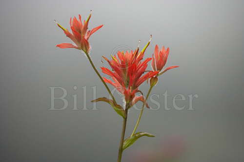 Scarlet Paintbrush