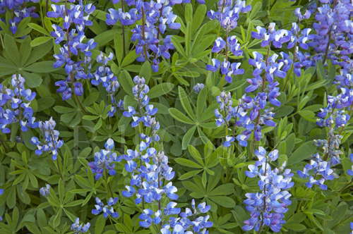 Wild Lupin