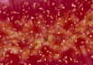Bottlebrush