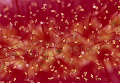 Bottlebrush