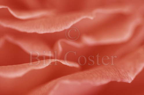 Begonia