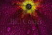 Purple Primrose & Dew