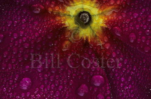 Purple Primrose & Dew