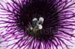 Petunia