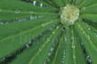 Lupin Leaf after Rain