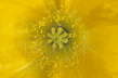 Yellow Poppy