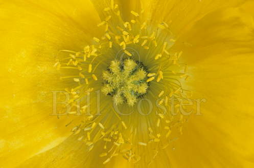 Yellow Poppy