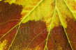 Pelargonium Leaf