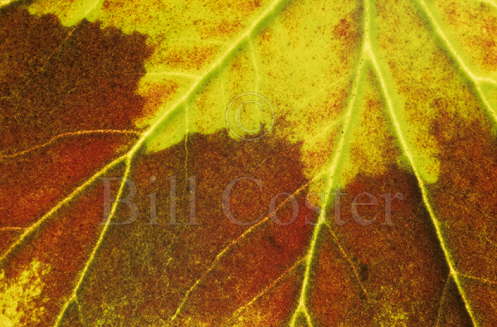 Pelargonium Leaf
