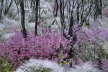 Windblown Flowers