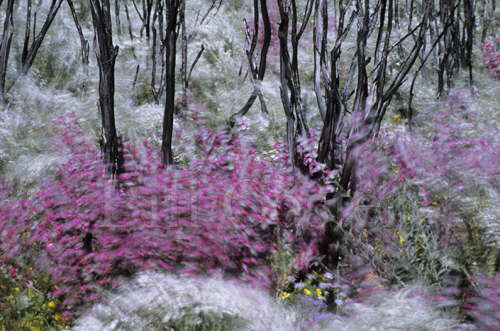 Windblown Flowers