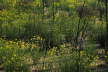 Yellow Flowers