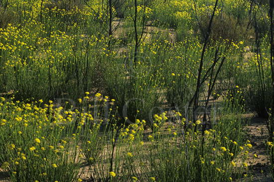 Yellow Flowers
