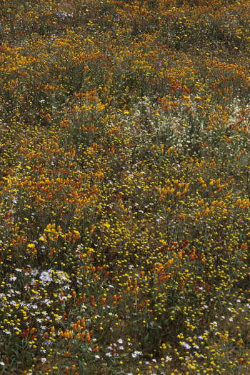 Orange Immourtelle Flowers