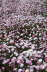 Rosy Everlastings