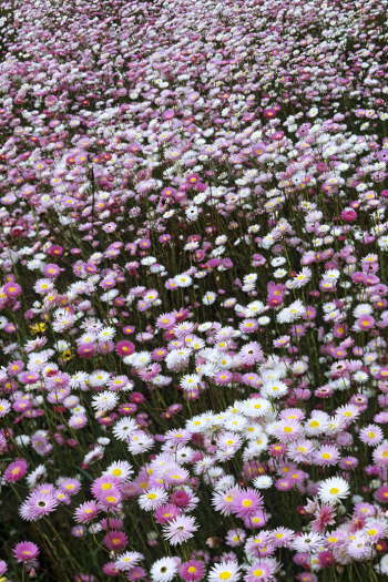 Rosy Everlasting Flowers