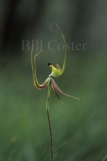 Green Spider Orchid