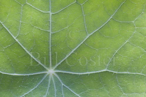 Nasturtium Leaf Veins