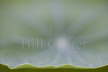 Nasturtium Leaf