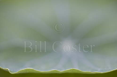 Nasturtium Leaf