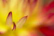 Red & Yellow Dahlia