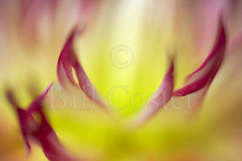 Red & Yellow Dahlia 