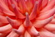 Cactus Dahlia