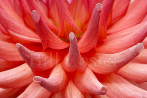 Cactus Dahlia