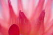 Pink Dahlia