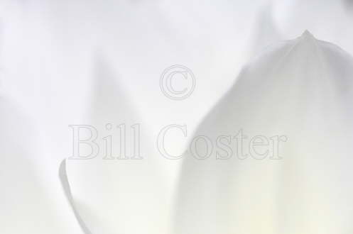 White Dahlia