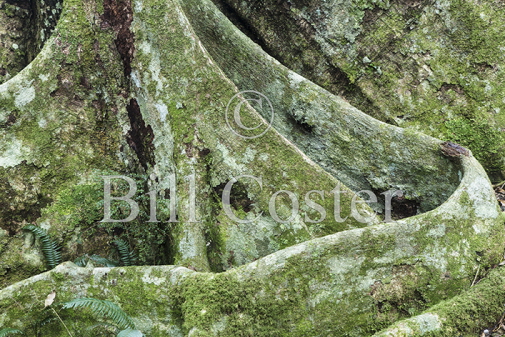 Buttress Roots