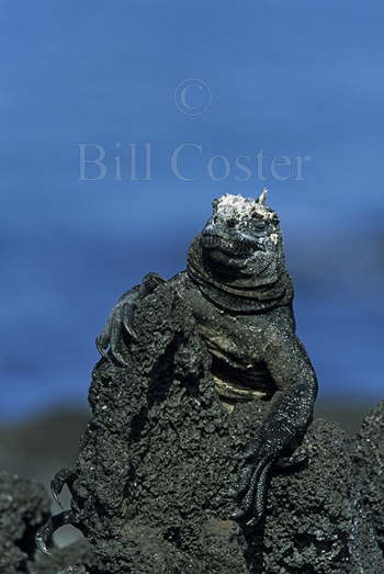 Marine Iguana