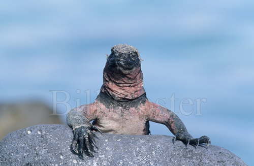 Marine Iguana