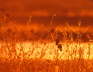 Blackbirds at Sunrise
