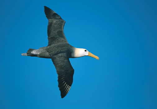 Waved Albatross in Flight