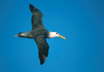 Waved Albatross in Flight