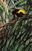 Yellow Rump Cacique Display